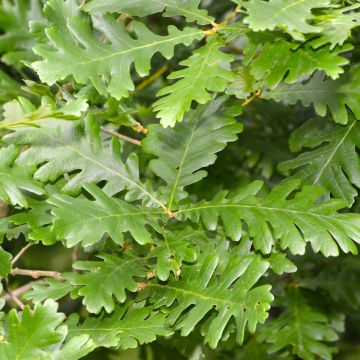 Chêne de Hongrie - Quercus frainetto