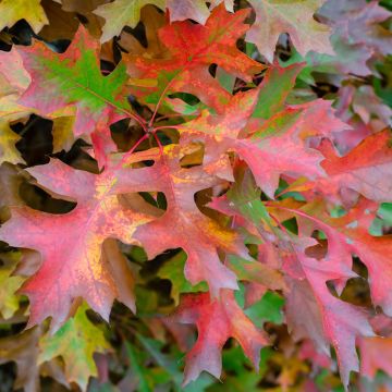 Chêne des marais nain - Quercus palustris Isabel