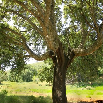 Chêne liège - Quercus suber