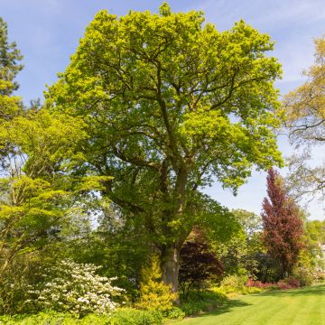 Chêne pédonculé - Quercus robur (pedonculata)