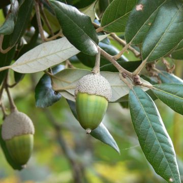 Chêne vert - Quercus ilex 