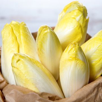 Chicorée Witloof (Endive) Crénoline F1 (création Vilmorin)   - Vilmorin