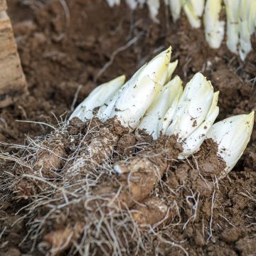 Chicorée Witloof (Endive) Mechelse Middelvroeg BIO