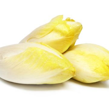 Chicorée Witloof (Endive) de Bruxelles (remplace Vilmorin n°5) - Vilmorin