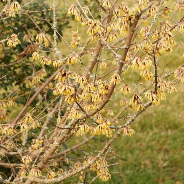 Chimonanthus praecox Grandiflorus - Chimonanthe odorant  à grandes fleurs