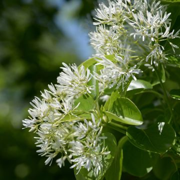 Chionanthus retusus - Arbre de neige