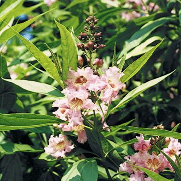 Chitalpa de Taschkent - Chitalpa tashkentensis Summer Bells Minsum