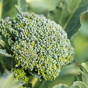 Chou Brocoli Belstar F1