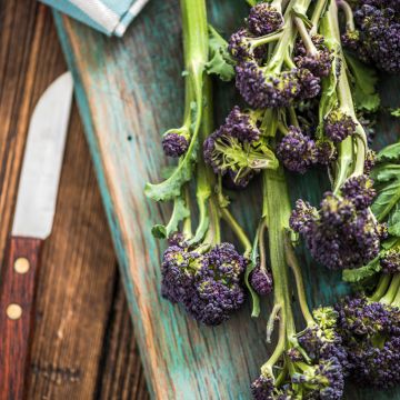 Chou Brocoli Early Purple Sprouting Bio - Ferme de Sainte Marthe