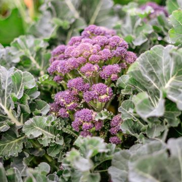 Chou Brocoli Summer Purple