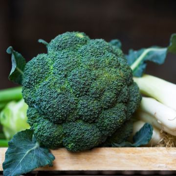 Chou Brocoli Verdia F1 (création Vilmorin) - Vilmorin