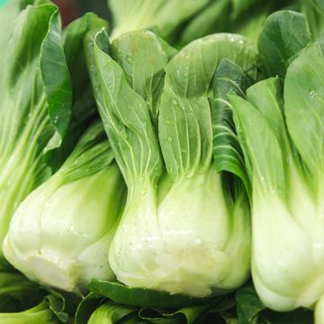 Chou de Chine Pak Choi Canton nain - Brassica pekinensis