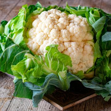 Chou-fleur Extra-Hâtif d'Angers - Brassica oleracea