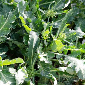 Chou perpétuel - Brassica oleracea