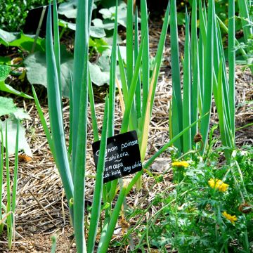 Ciboule Oignon Tige Ishikura Long White