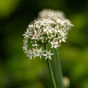 Ail odorant - Allium ramosum