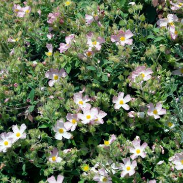 Ciste Silver Pink - Cistus argenteus