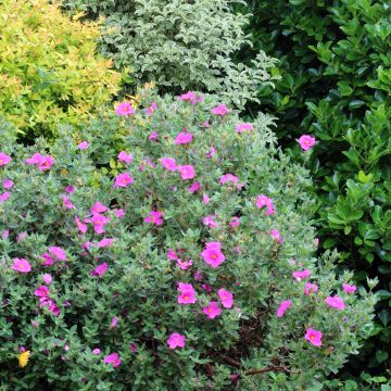 Cistus pulverulentus Sunset - Ciste pulvérulent