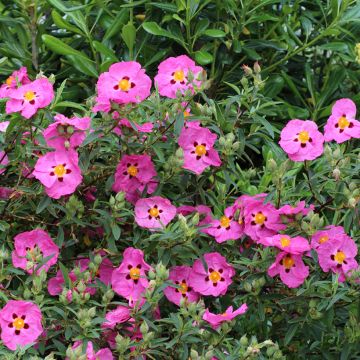 Cistus purpureus - Ciste pourpre