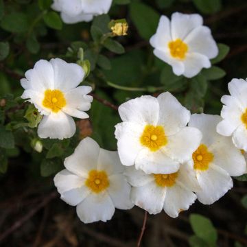 Cistus salviifolius - Ciste à feuilles de sauge