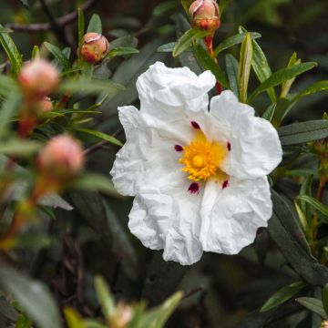 Cistus (x) loretii - Ciste à feuilles étroites