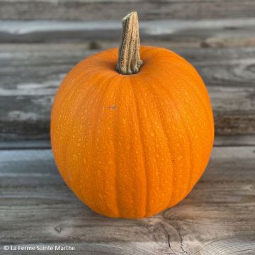 Citrouille d'Halloween Jack O'Lantern Bio - Ferme de Sainte Marthe