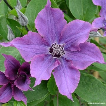 Clématite - Clematis Guiding Promise