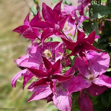 Clématite - Clematis Saphyra®  Nancy