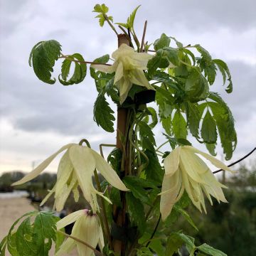 Clématite - Clematis alpina Albina Plena