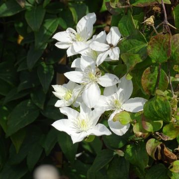 Clématite - Clematis Baby Star