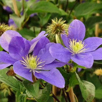 Clématite - Clematis Fuji Musume