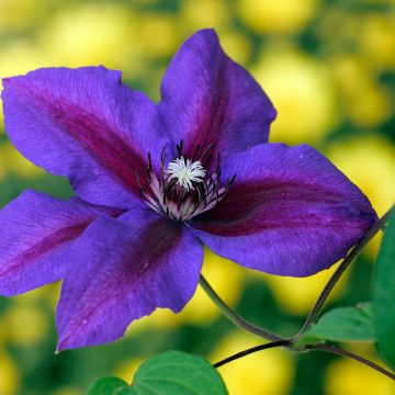 Clématite - Clematis Mrs N. Thompson