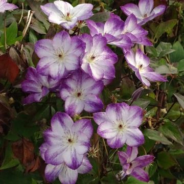 Clématite -Clematis Pernille