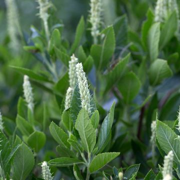 Clethra alnifolia Sixteen Candles