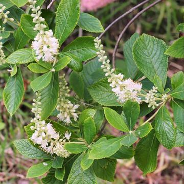 Clethra alnifolia Ruby Spice