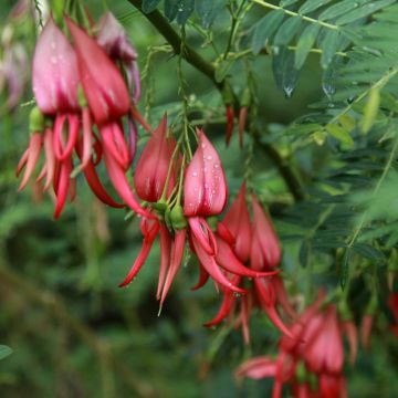 Clianthus puniceus Flamingo - Pince de Homard