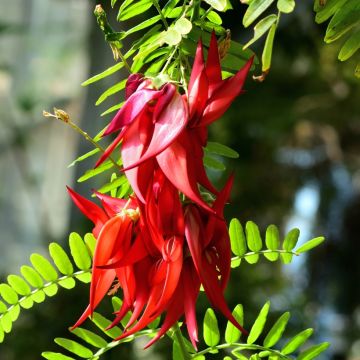 Clianthus puniceus Kaka King - Pince de Homard