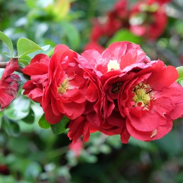 Cognassier du Japon - Chaenomeles speciosa Scarlet Storm  