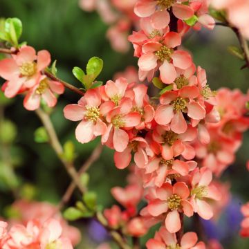 Cognassier du Japon - Chaenomeles x superba Salmon Horizon