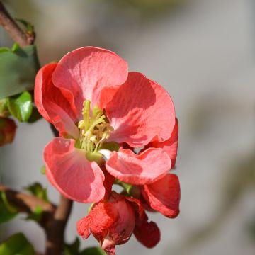 Cognassier du Japon - Chaenomeles x superba Texas Scarlet