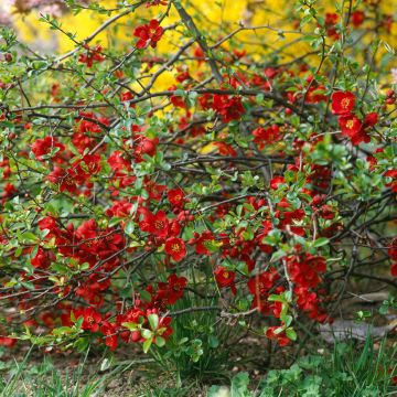 Cognassier du Japon Crimson and Gold - Chaenomeles superba