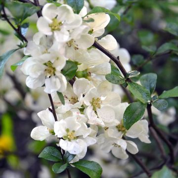 Cognassier du Japon, Chaenomeles speciosa nivalis