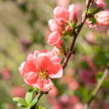 Cognassier du Japon Pink Lady - Chaenomeles superba 