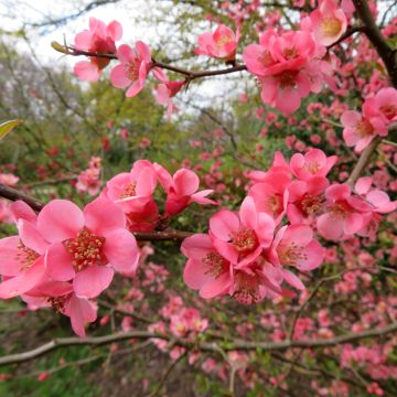 Cognassier du Japon - Chaenomeles superba Jet Trail