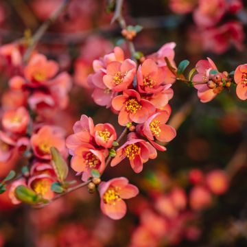 Cognassier du Japon, Chaenomeles superba Red Joy