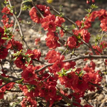 Cognassier du Japon Rubra - Chaenomeles speciosa