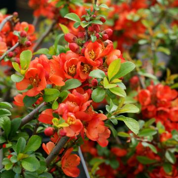 Cognassier du Japon Sargentii - Chaenomeles japonica