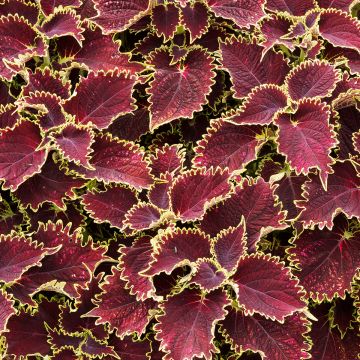 Coleus Limewire