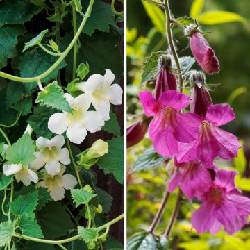 Collection Thunbergia Alata - Suzannes aux yeux noirs