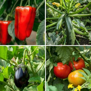 Collection Ratatouille de 5 plants potagers GREFFES